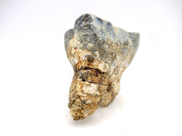Desmostylus hesperus Tooth #19 - Image 2