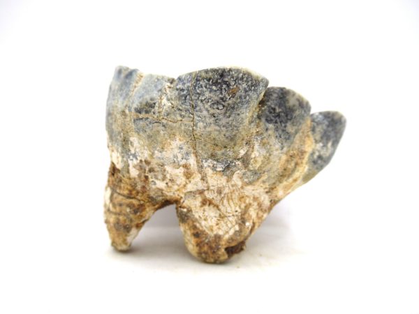 Desmostylus hesperus Tooth #19 - Image 5
