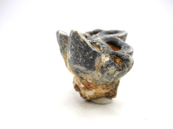 Desmostylus hesperus Tooth #19 - Image 4