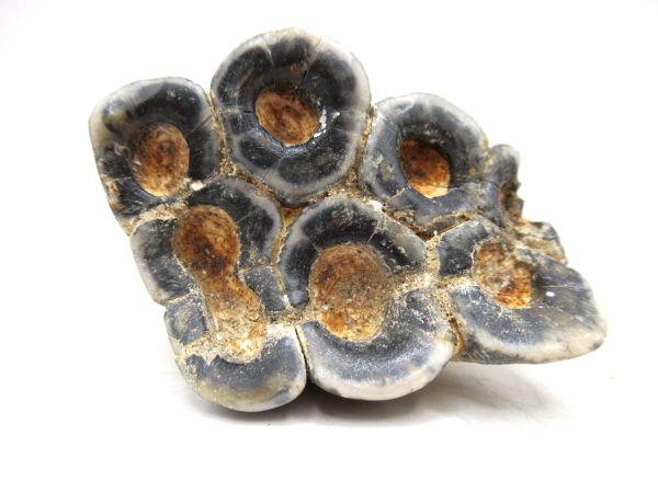 Desmostylus hesperus Tooth #19 - Image 3