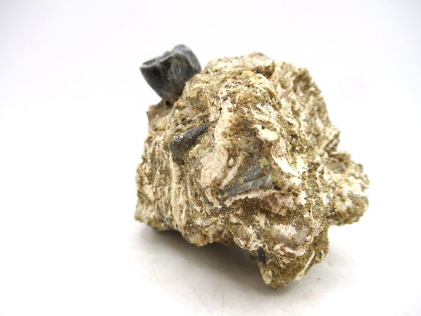Desmostylus hesperus Tooth #1 - Image 2