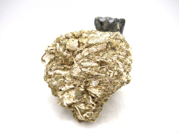 Desmostylus hesperus Tooth #1 - Image 6