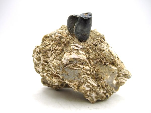 Desmostylus hesperus Tooth #1 - Image 5