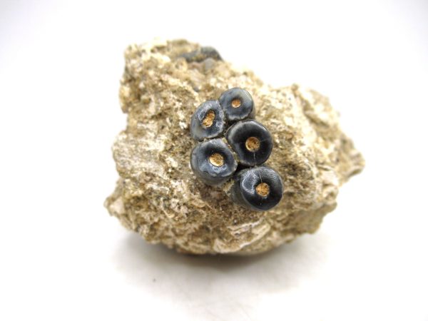 Desmostylus hesperus Tooth #1 - Image 4