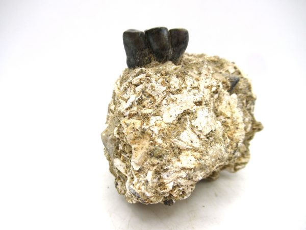 Desmostylus hesperus Tooth #1 - Image 3