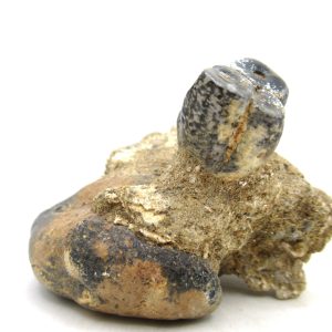 Desmostylus hesperus Tooth #2