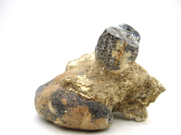 Desmostylus hesperus Tooth #2