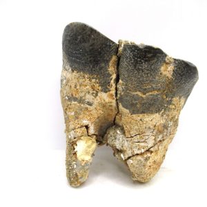 Desmostylus hesperus Tooth #20