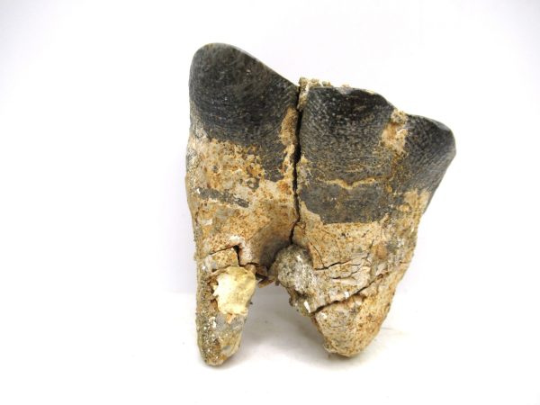Desmostylus hesperus Tooth #20