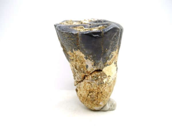 Desmostylus hesperus Tooth #20 - Image 2