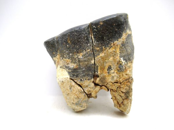 Desmostylus hesperus Tooth #20 - Image 5