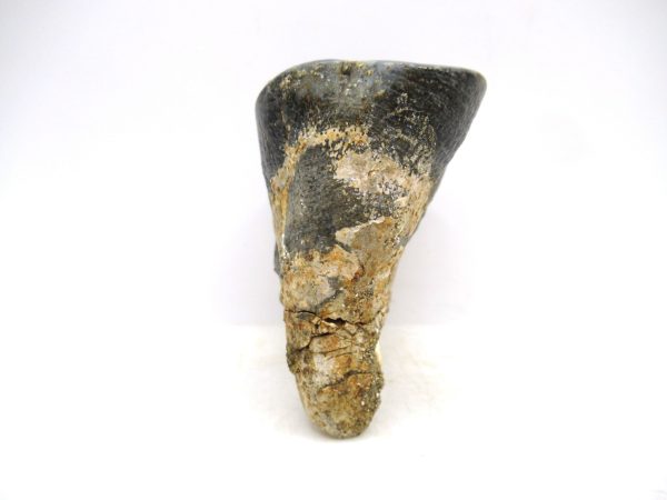 Desmostylus hesperus Tooth #20 - Image 4