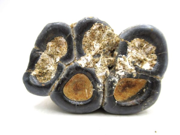 Desmostylus hesperus Tooth #20 - Image 3