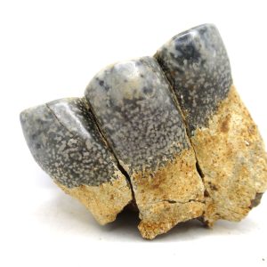 Desmostylus hesperus Tooth #21