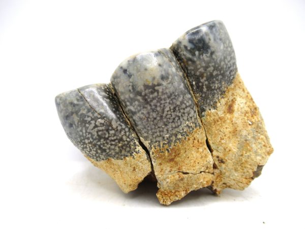 Desmostylus hesperus Tooth #21