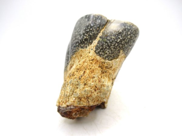 Desmostylus hesperus Tooth #21 - Image 2