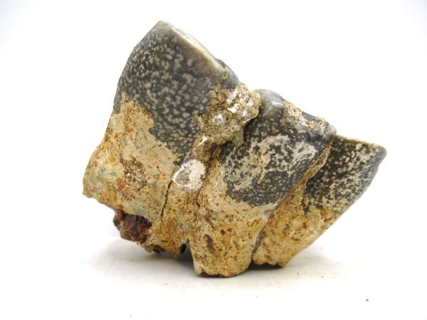 Desmostylus hesperus Tooth #21 - Image 5