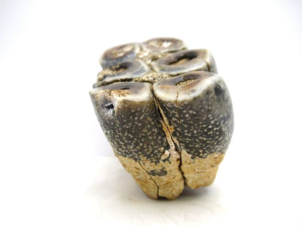 Desmostylus hesperus Tooth #21 - Image 4