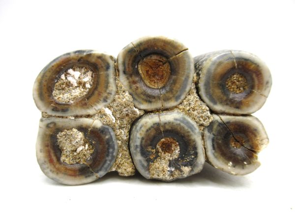 Desmostylus hesperus Tooth #21 - Image 3
