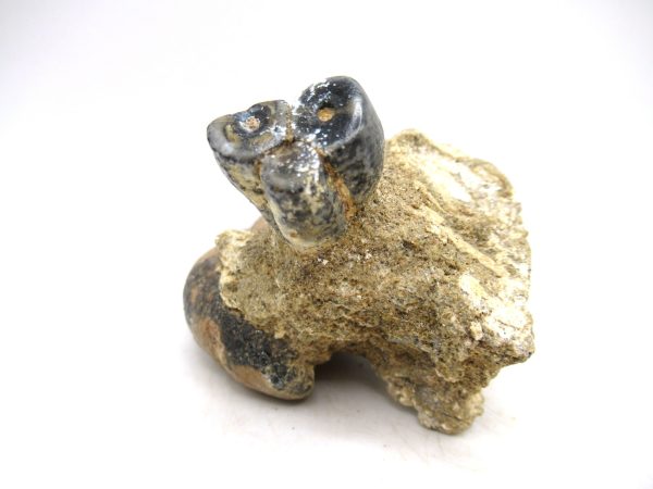 Desmostylus hesperus Tooth #2 - Image 2