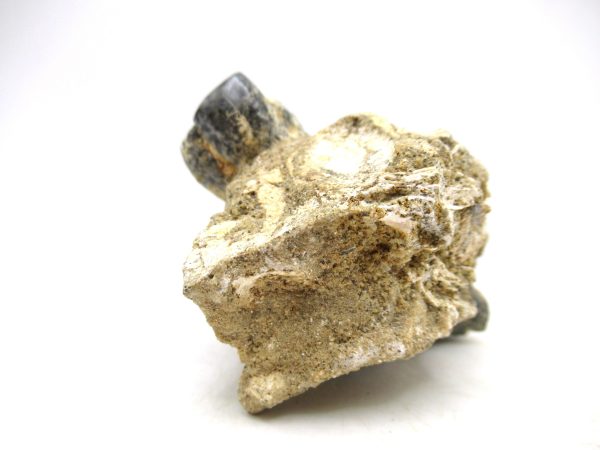 Desmostylus hesperus Tooth #2 - Image 8