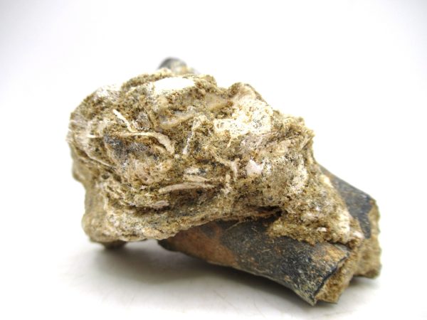 Desmostylus hesperus Tooth #2 - Image 7