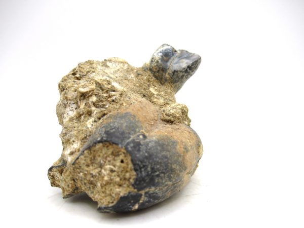 Desmostylus hesperus Tooth #2 - Image 6