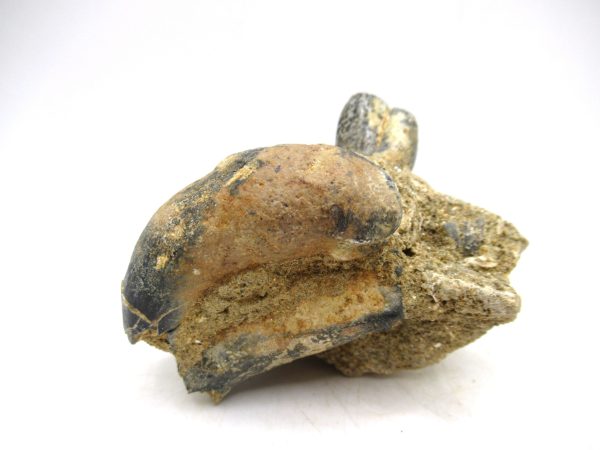 Desmostylus hesperus Tooth #2 - Image 5