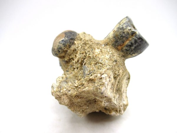 Desmostylus hesperus Tooth #2 - Image 4