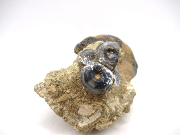 Desmostylus hesperus Tooth #2 - Image 3