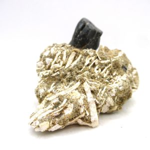 Desmostylus hesperus Tooth #3