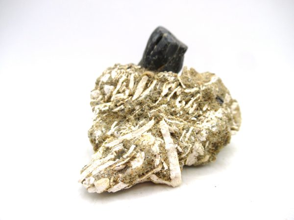 Desmostylus hesperus Tooth #3