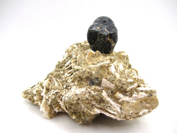 Desmostylus hesperus Tooth #3 - Image 2