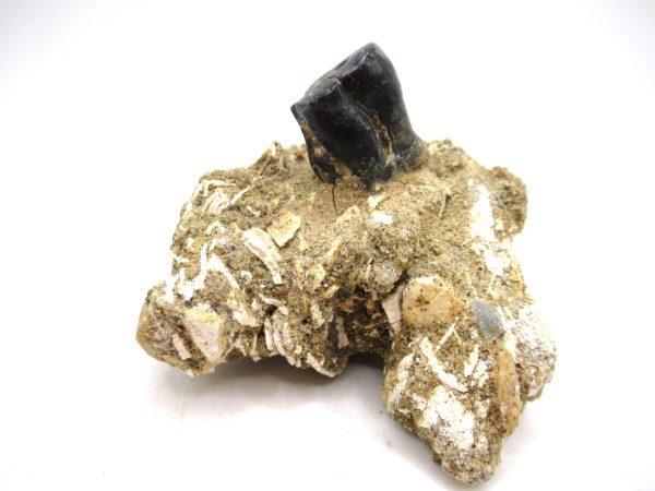 Desmostylus hesperus Tooth #3 - Image 5