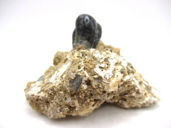 Desmostylus hesperus Tooth #3 - Image 4