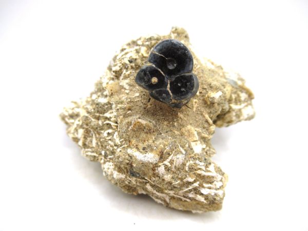 Desmostylus hesperus Tooth #3 - Image 3