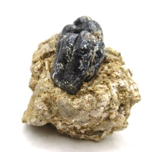 Desmostylus hesperus Tooth #4