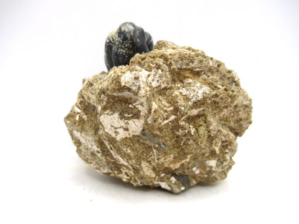 Desmostylus hesperus Tooth #4 - Image 5