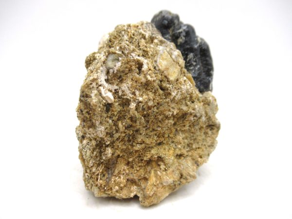 Desmostylus hesperus Tooth #4 - Image 4