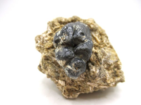 Desmostylus hesperus Tooth #4 - Image 3
