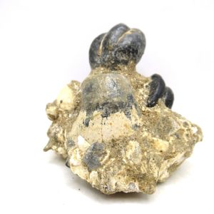 Desmostylus hesperus Tooth #5