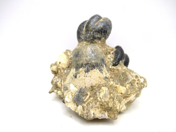 Desmostylus hesperus Tooth #5