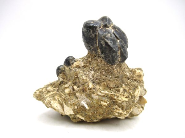 Desmostylus hesperus Tooth #5 - Image 2