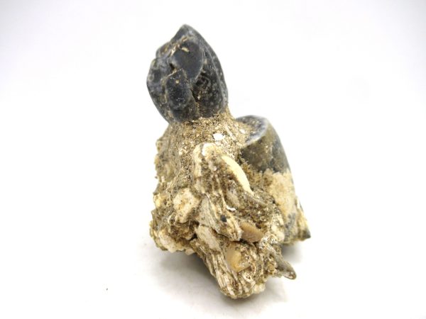 Desmostylus hesperus Tooth #5 - Image 5