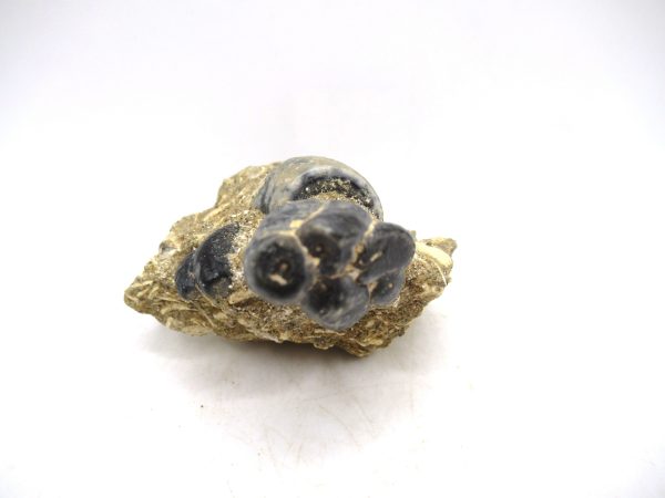 Desmostylus hesperus Tooth #5 - Image 4