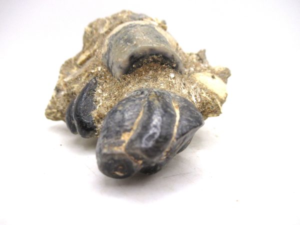 Desmostylus hesperus Tooth #5 - Image 3