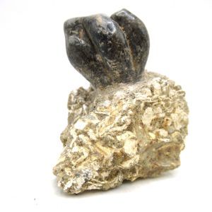 Desmostylus hesperus Tooth #6
