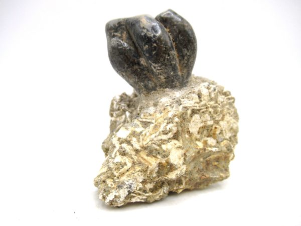 Desmostylus hesperus Tooth #6