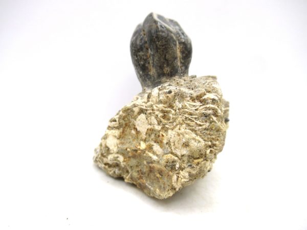 Desmostylus hesperus Tooth #6 - Image 2