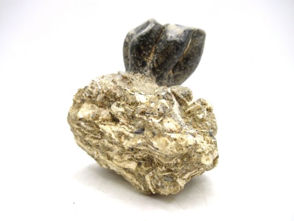 Desmostylus hesperus Tooth #6 - Image 5